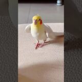 Check out Jerry the cockatiel singing the cute Pink Panther theme! 🎶🦜💞 #cockatiel #cockatielscraze