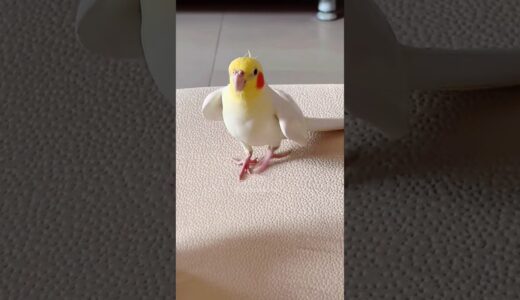 Check out Jerry the cockatiel singing the cute Pink Panther theme! 🎶🦜💞 #cockatiel #cockatielscraze