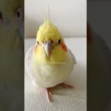 Cuteness Overload 🤩✨🦜 #Cutepets #cockatiel #kawaii #cockatielscraze
