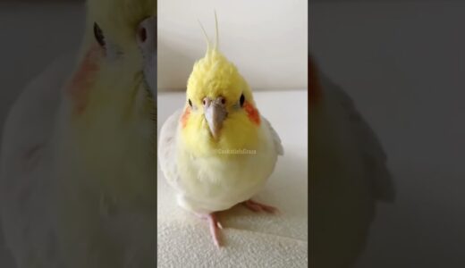 Cuteness Overload 🤩✨🦜 #Cutepets #cockatiel #kawaii #cockatielscraze