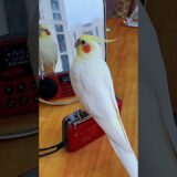 Adorable Cockatiel Jerry’s Cute Singing and Dancing Moments 🎶🦜💖 #cockatielscraze #cockatiel