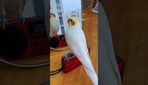 Adorable Cockatiel Jerry’s Cute Singing and Dancing Moments 🎶🦜💖 #cockatielscraze #cockatiel