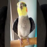 Adorable Cockatiel Jojo Singing If you are happy…