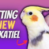 Everything You Need to Know Before Getting a Cockatiel | Compilation