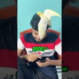 Mini vlogs with birds #birds #cockatiel #shortsfeed