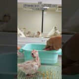 This Baby Cockatiel Gets Fed First The Others Reactions Are Priceless.