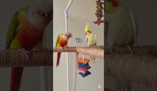 Conure vs Cockatiel | Which Parrot Is Best for You?🥰