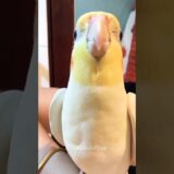 Adorable Cockatiel Singing Cookie 🍪 Song 🎵 😍 #birdsinging