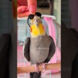 Check out Larry the cockatiel singing cutely in his adorable glasses!🕶️🎶🦜🥰#cockatielscraze