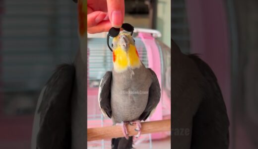 Check out Larry the cockatiel singing cutely in his adorable glasses!🕶️🎶🦜🥰#cockatielscraze