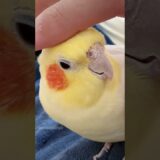Cute Cuddly Moments ❤️🦜😍 #cockatielscraze #cockatiel #cutepets