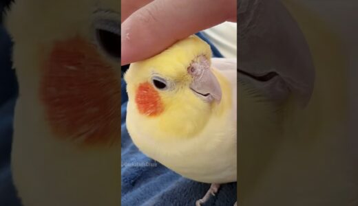 Cute Cuddly Moments ❤️🦜😍 #cockatielscraze #cockatiel #cutepets
