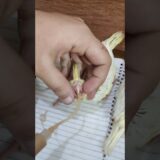 how to hand feeding cocktail baby chicks #cockatiel #cocktail #cocktails #parrot