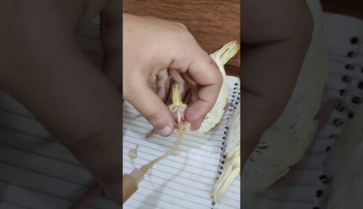 how to hand feeding cocktail baby chicks #cockatiel #cocktail #cocktails #parrot